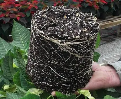 Healthy rootball with PRO-MIX HP Mycorrhizae