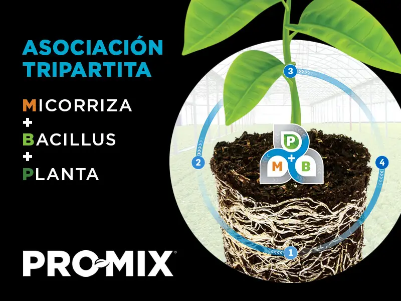 Asociacion tripartita - Micorriza, bacillus, planta