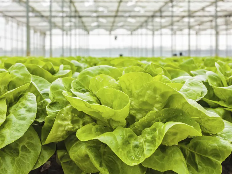 lechuga en invernadero