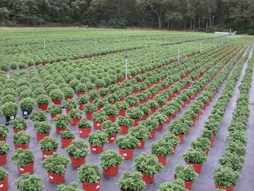 N&amp;O - mums without weeds_tips on fertilizing.JPG (1)