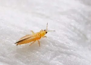 Western Flower Thrips. Source: http://sunglogreenhouses.com/greenhouse_gardener/tag/western-flower-thrips/