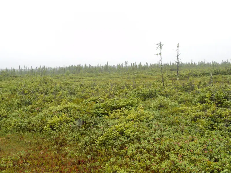 Typical peat bog