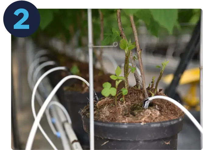 pieds de framboisiers en pot avec irrigation
