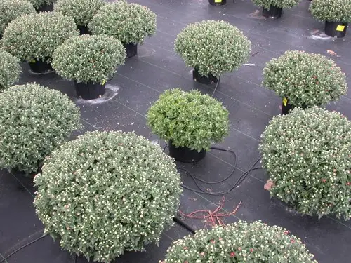 Exemple de Pythium chez un chrysantheme de jardin