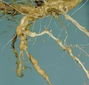 pthorticulture Root knot nematode galls on daylily