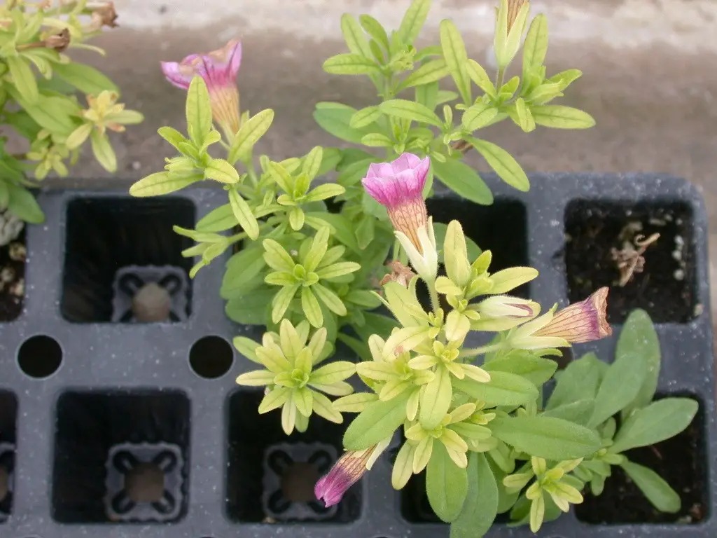 Symptomes de carence en fer chez un calibrachoa