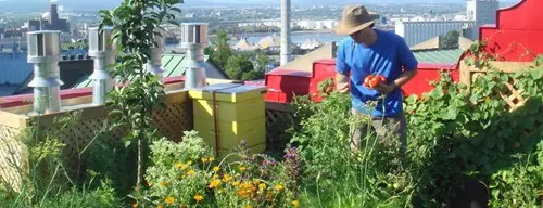 urban gardening in Quebec