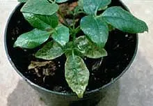 Ammonium toxicity on schefflera