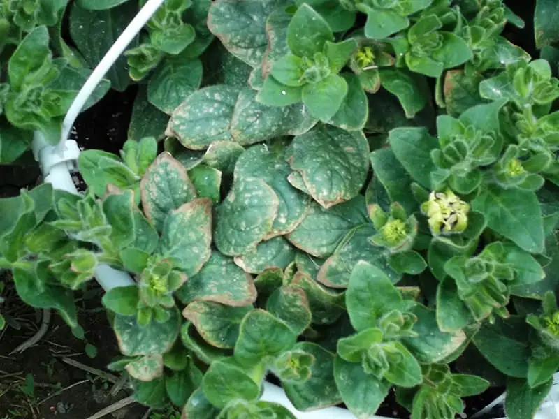 Fe Tox Petunia Marvin Byler necrosis on petunia PRO-MIX