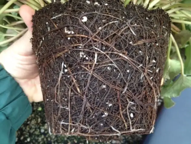 Enfermedad de pudricion de la raiz por Phytophthora en un ciclamen
