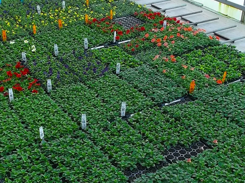 Misting, fogging young plants in greenhouse