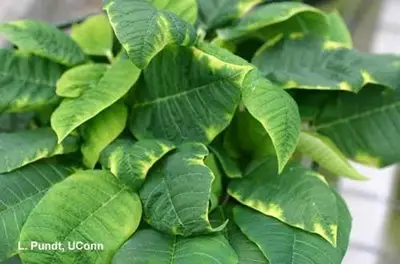 Poinsettia exhibiting molybdenum deficiency