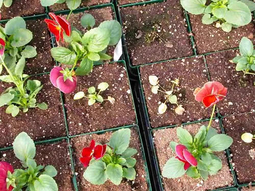 pthorticulture thieleviopsis in pansy