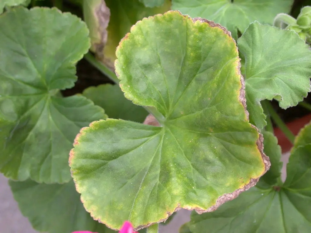 Petunia con deficiencia de manganeso