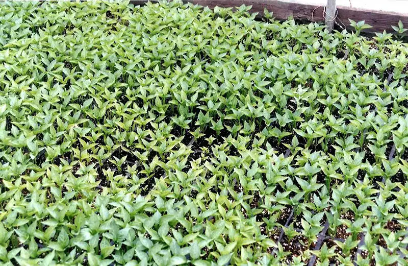 Uneven Peppers - Low fertilization PRO-MIX
