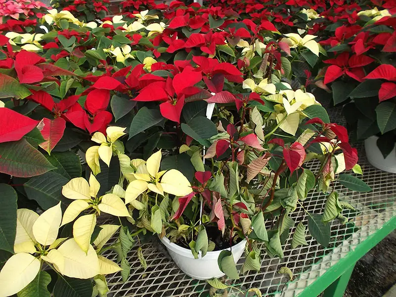  Pudrición de la raíz poinsettia PRO-MIX Cultivo en invernadero