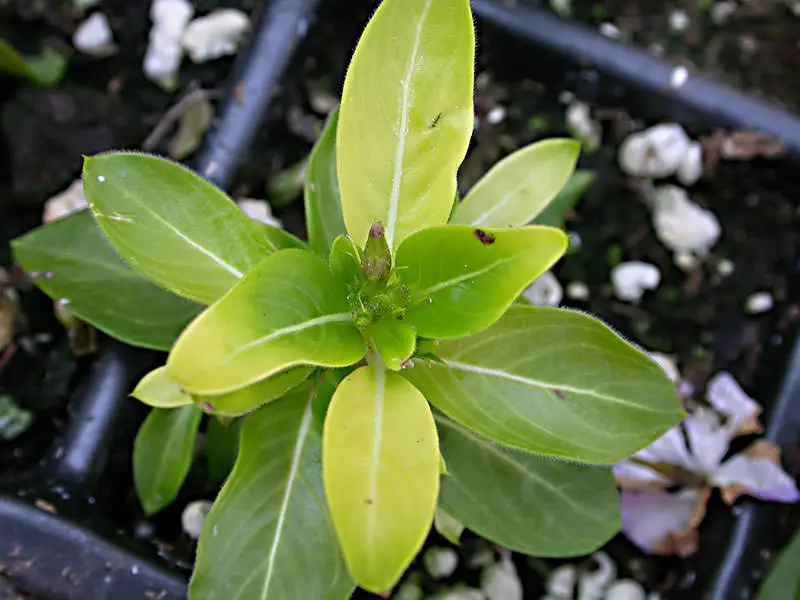 Vinca infestée de Thielaviopsis