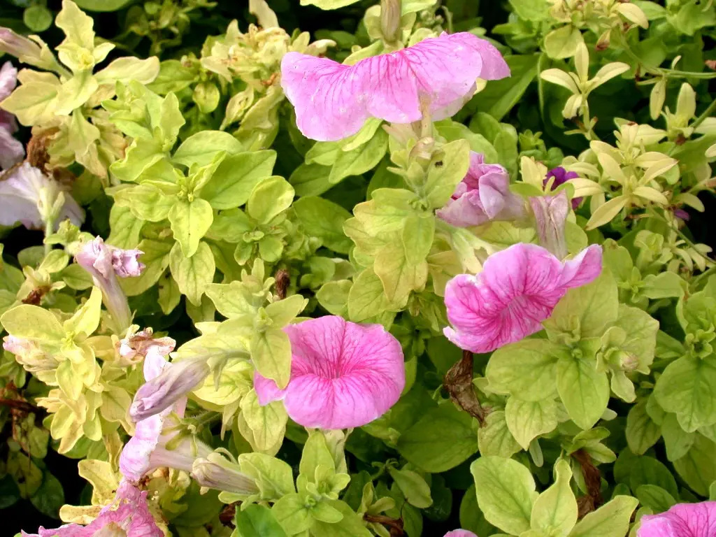 Petunia ondulada por deficiencia de hierro
