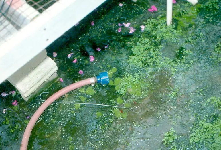 Hose on floor in algae