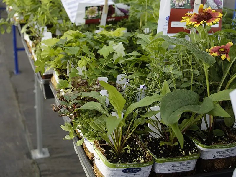 Flowers in PRO-MIX growing media