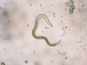 pthorticulture Root knot nematode