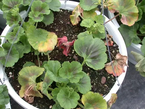 Exemple de surfertilisation chez un geranium-lierre