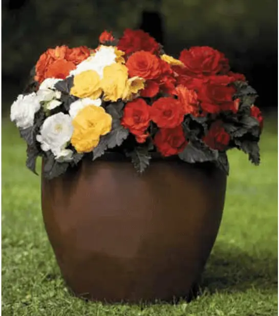 Article en-us | tuberous begonia