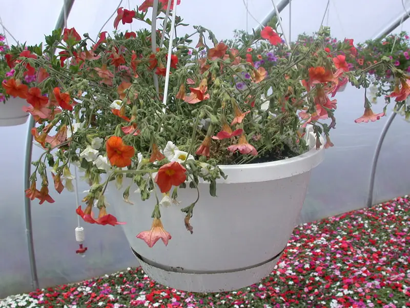 Un calibrachoa attaque par le Pythium