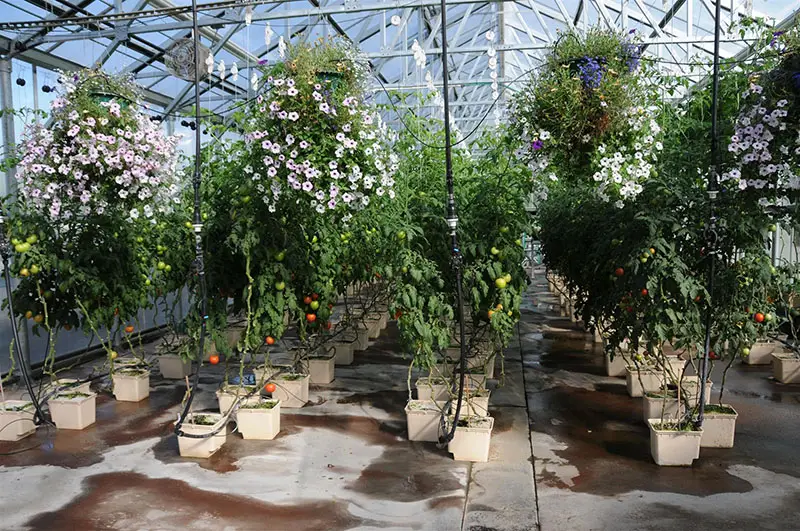Tomatoes growing in peat