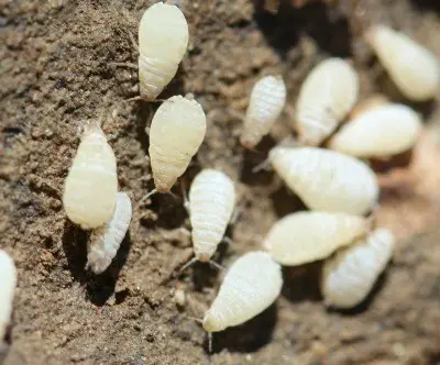 Root aphids