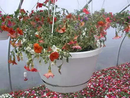 Calibrachoa basket dried out then root rot