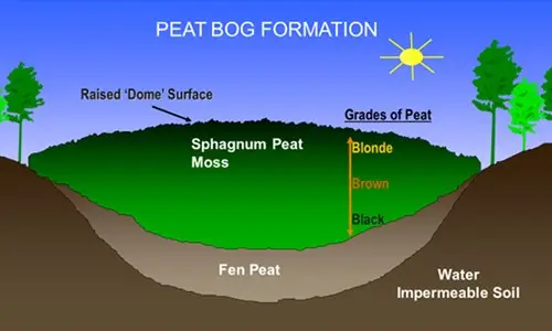 peat bog formation