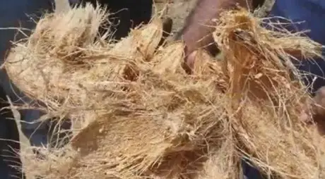 pthorticulture coconut husk 2