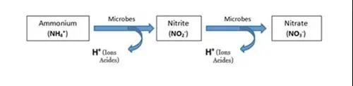 Nitrification de l'ammonium en nitrate par les bacteries du sol PRO-MIX