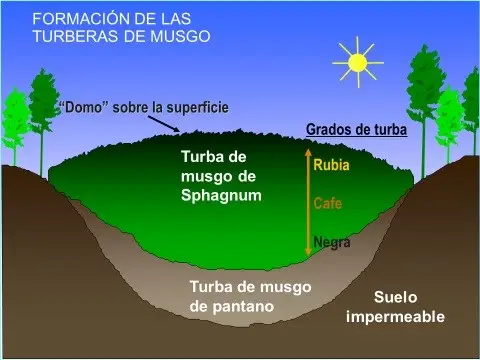 Seccion transversal de una turbera tipica de turba esfagnacea.