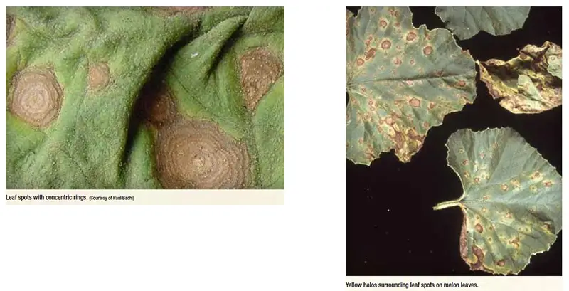 Alternaria LeafBlight melon