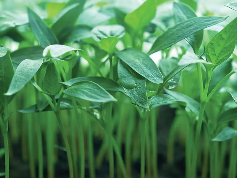 promix greenhouse growing young plugs