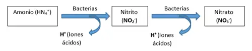 Nitrificacion del amonio en nitrato por medio de las bacterias del suelo PRO-MIX
