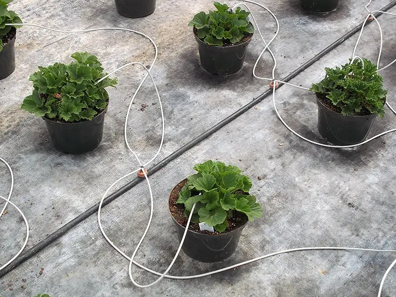 Watering through drip tubes. In some industry segments, this is considered a form of hydroponics