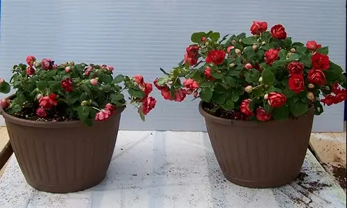 Impatiens basket with biocontrol