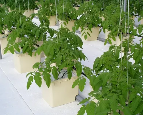 Perlite filled bato buckets