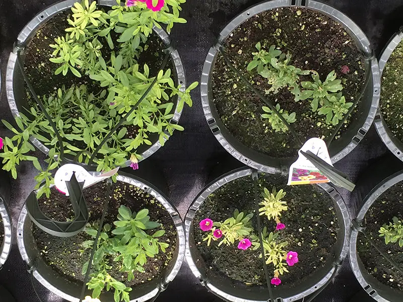 Fe Chlorosis in Calibrachoa caused by Root disease