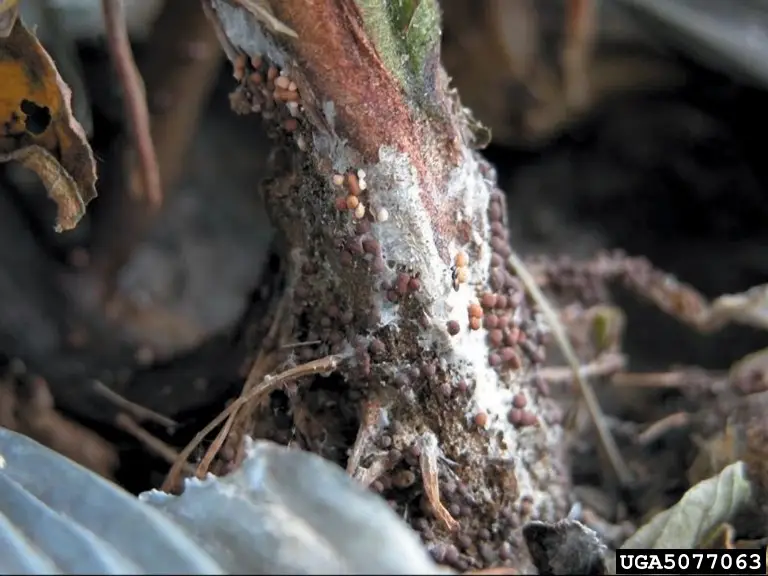 Sclerotium rolfsii infection eggplant stem University of Georgia David B Langston