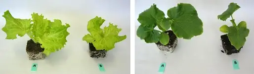 Efectos de las micorrizas con los sustratos de cultivo PRO-MIX.