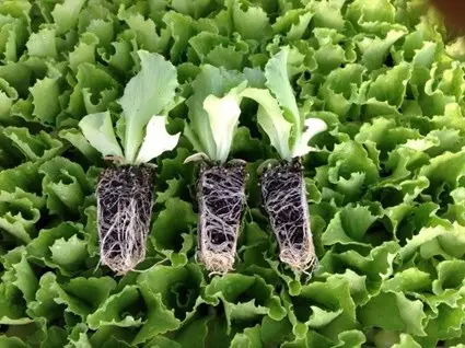 plantulas de lechuga