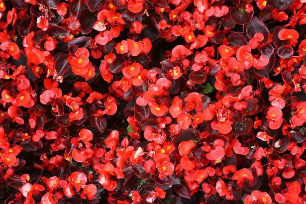 Article en-us | Fibrous - Wax Begonias