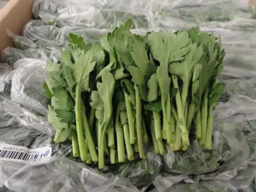 Unrooted mum cuttings out of package_tips on fertilizing.jpg