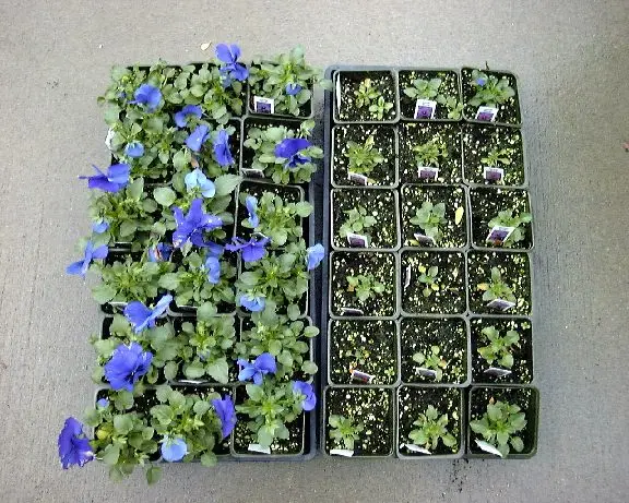 Pansies poor fertilization