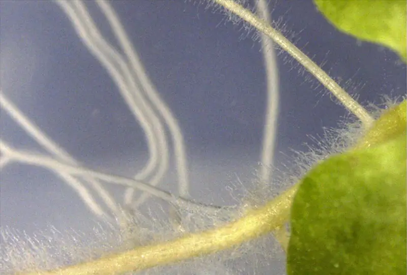 Bacillus pumilus induces the proliferation of root hairs