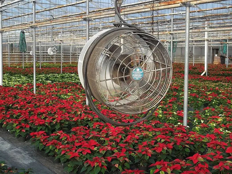 minimizing root disease haf fan